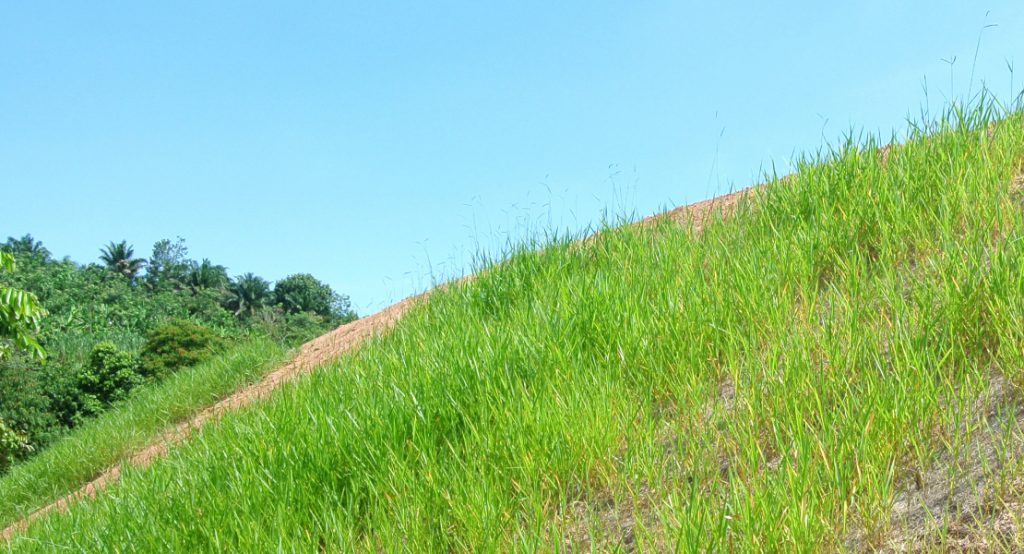 RST Solutions Launches Land Rehabilitation Comprehensive Revegetation Services Australia-wide.